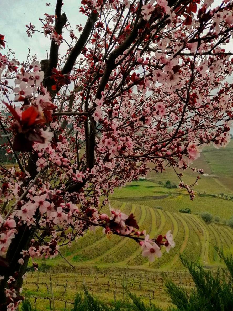 Quinta De Baixo Βίλα Vila Marim Εξωτερικό φωτογραφία