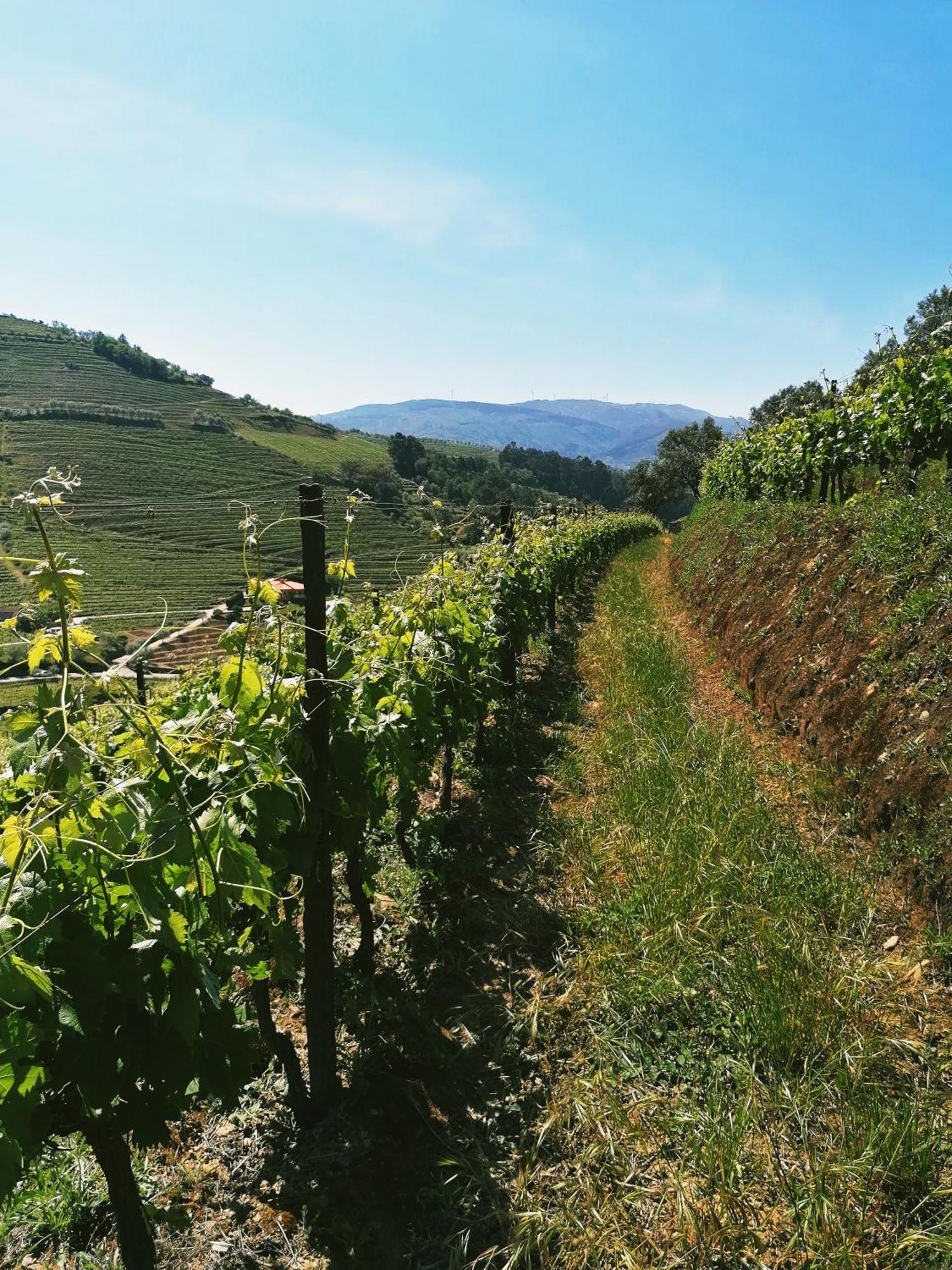 Quinta De Baixo Βίλα Vila Marim Εξωτερικό φωτογραφία